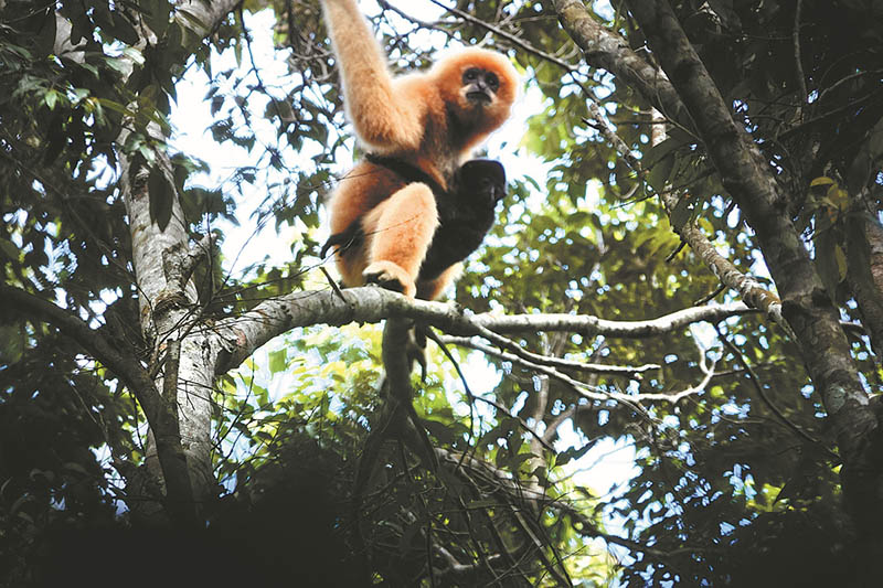 Una mona gibón y su cría en la selva tropical de Hainan. [Foto: proporcionada a China Daily]