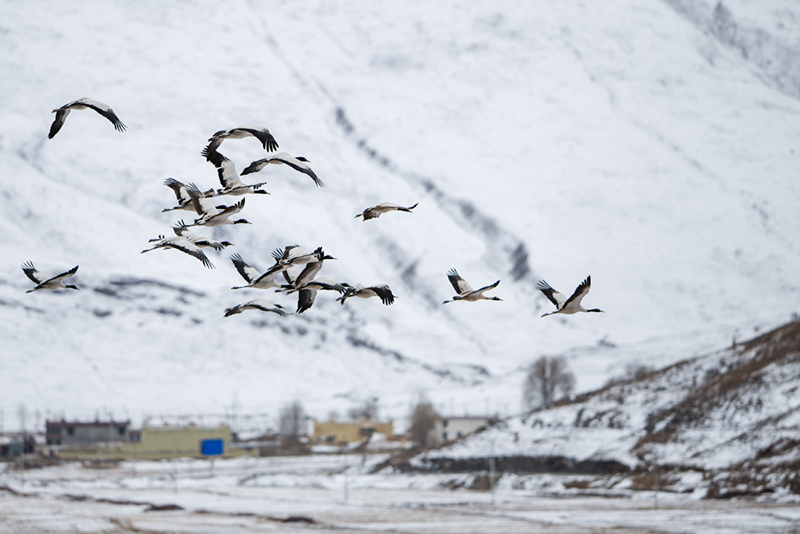 Cada a?o, miles de grullas de cuello negro pasan el invierno en el condado de Lhundrub de la región autónoma del Tíbet. [Foto: Jiang Feibo/China Daily]