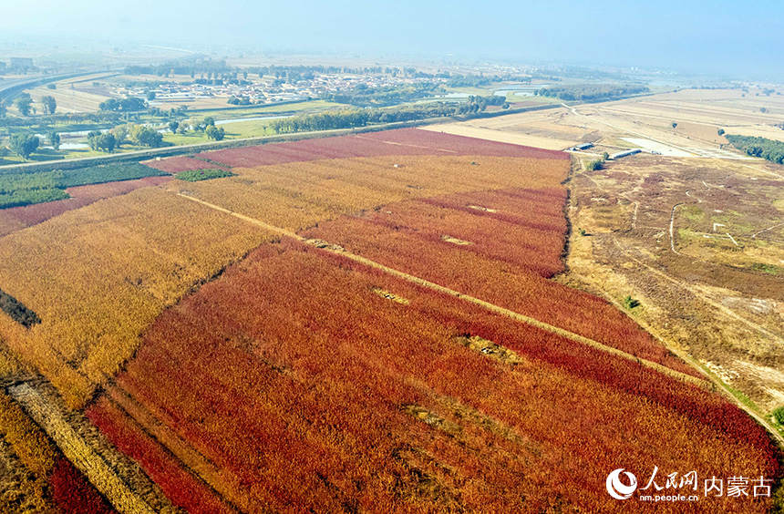 La quinua alcanza la madurez en el norte de China