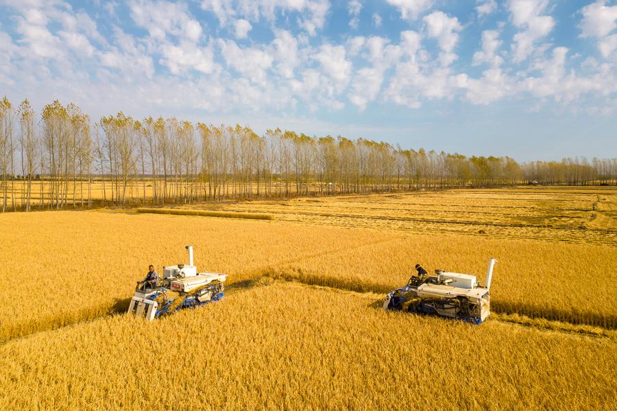 Cosechado casi 70% de cereales de oto?o en China