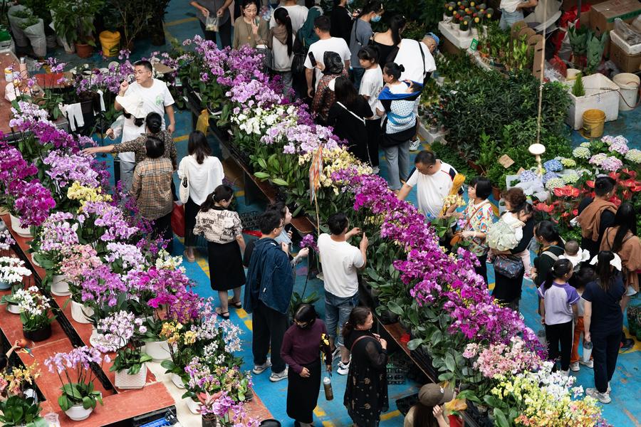 Compradores recorren el Mercado de Flores de Dounan durante el Festival de Mitad de Oto?o y las vacaciones del Día Nacional, en Kunming, capital de la provincia suroccidental china de Yunnan, el 5 de octubre de 2023. (Xinhua/Chen Xinbo)